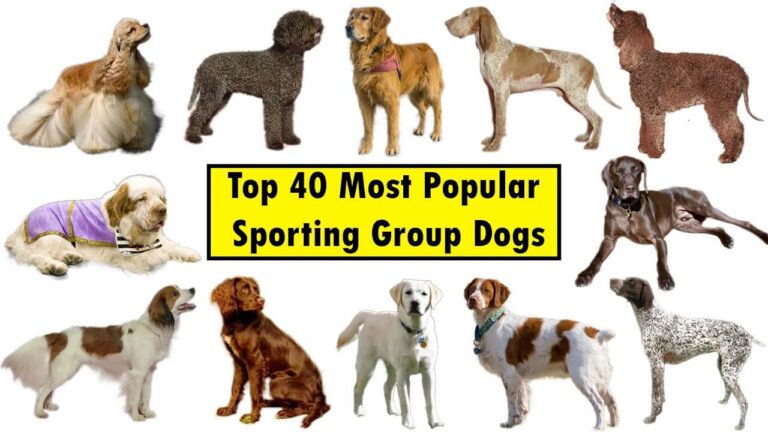 Top 30 Sporting Dog Breeds (with Pictures)