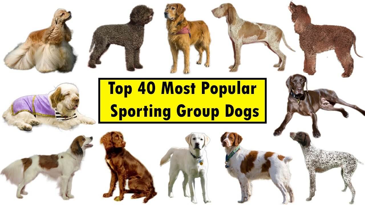 Sporting Dogs