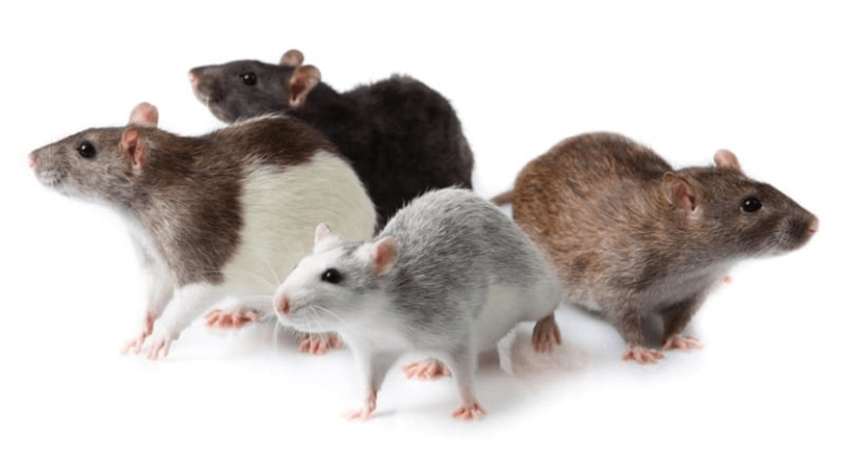 Domestic Rat Breeds: Exploring the Different Types of Pet Rats