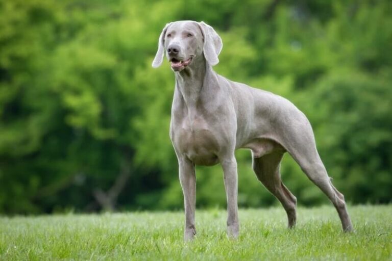 Weimaraner Dog Breed: Description, Temperament, Lifespan, & Facts