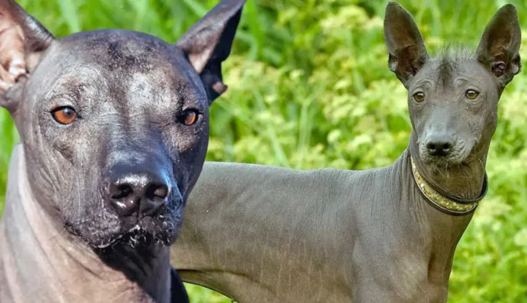 Xoloitzcuintli Dog Breed | Description, Temperament, Lifespan, & Facts