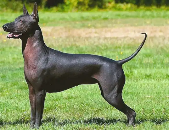 Xoloitzcuintli Dog