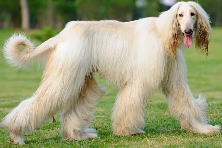 Afghan Hound dog breed