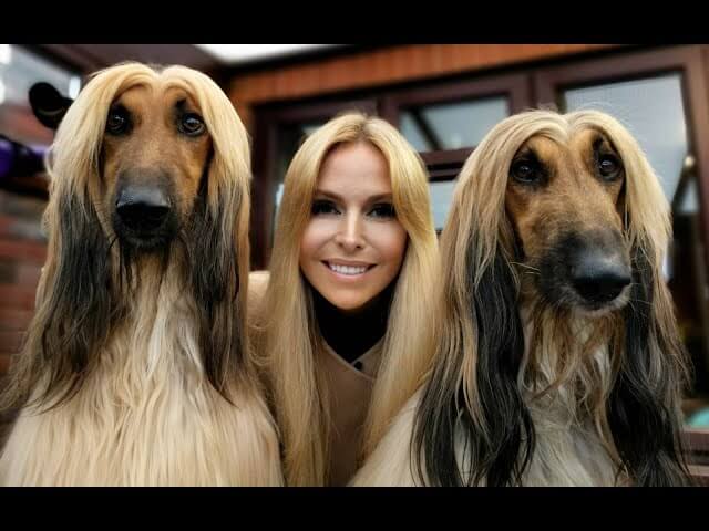 Afghan Hound Dog Temperament