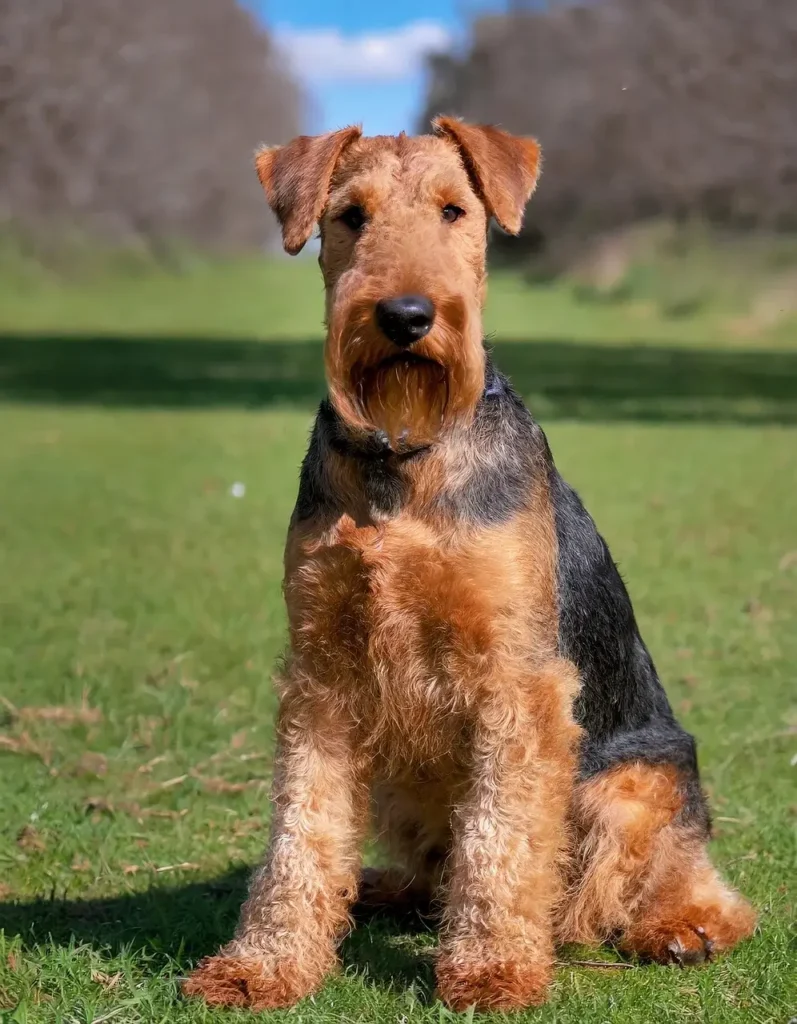 Airedale Terrier Dog breed