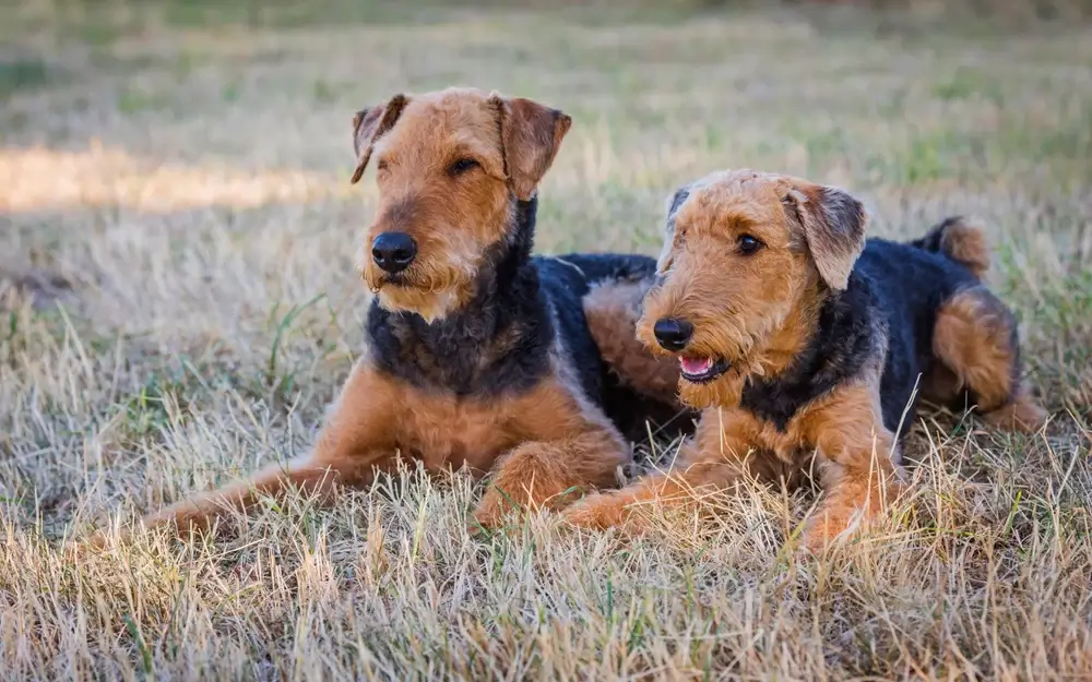 Airedale Terrier dog Temperament