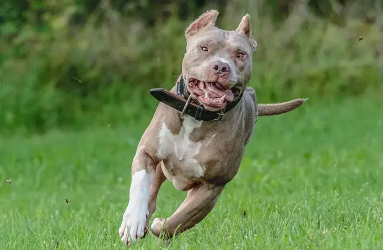 American Pit Bull Terrier Dog Breed | Description, Temperament, Lifespan, & Facts