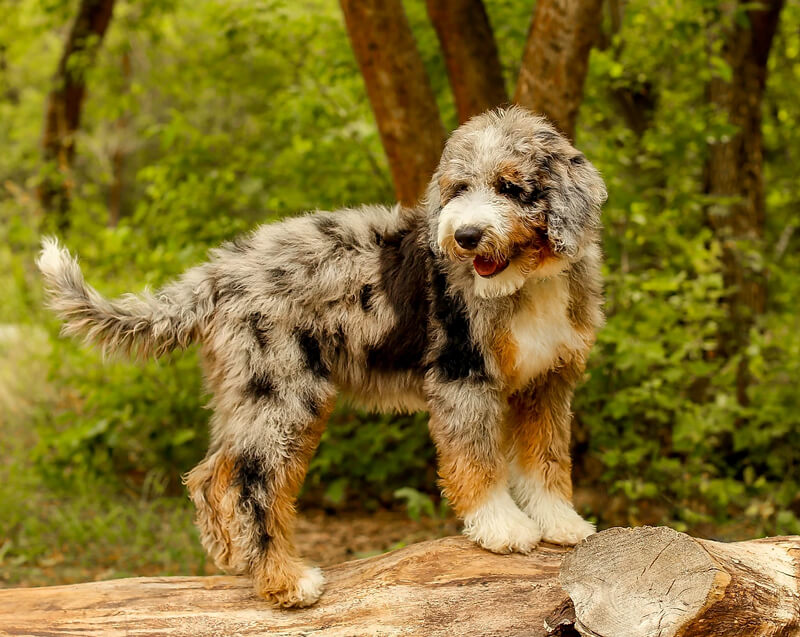 Aussiedoodle Dog Temperament and Personality