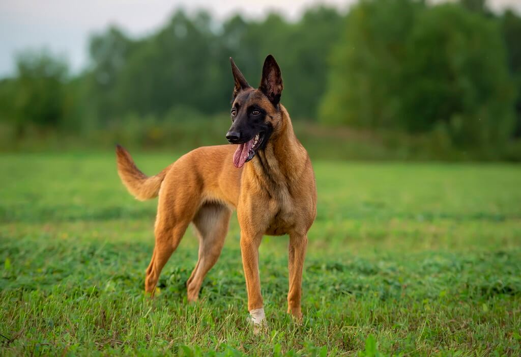 Belgian Malinois dog breed