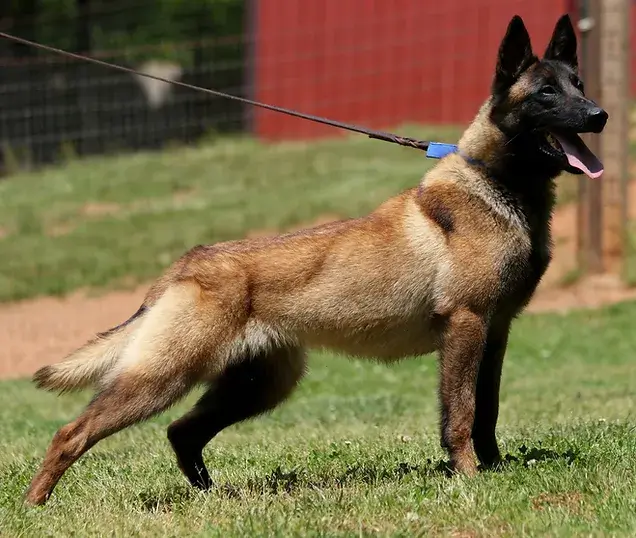 Belgian Malinois dog Temperament and Personality