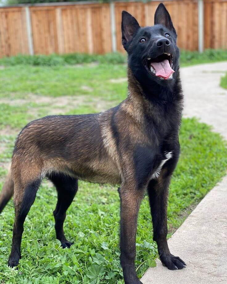 Belgian Malinois dog Physical Characteristics