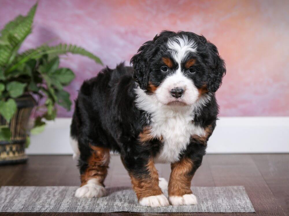 Bernedoodle Dog Breed Temperament Lifespan Facts AnimalGator