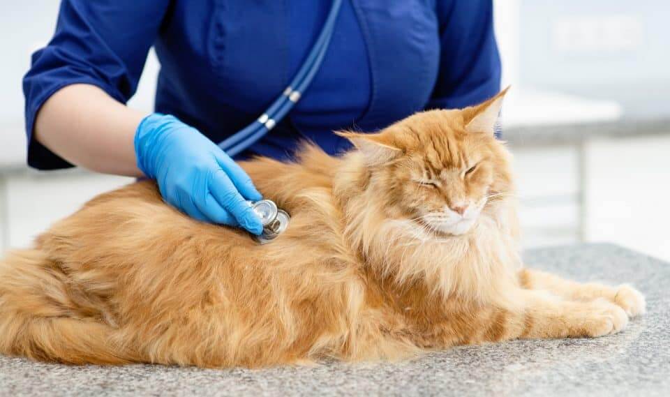 Natural Therapies for Feline Tumors