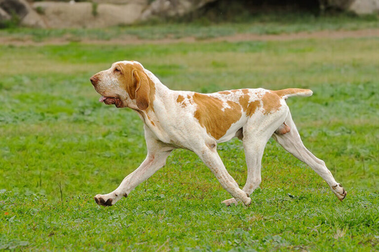 Bracco Dog Breed Guide: Temperament, Lifespan, and Care