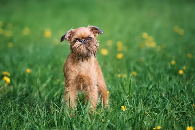 Brussels Griffon dog breed