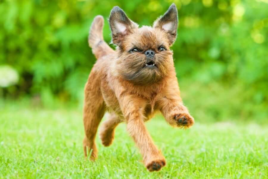 Brussels Griffon Dog Temperament