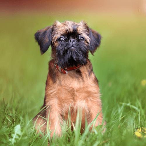 Brussels Griffon Dog Characteristics