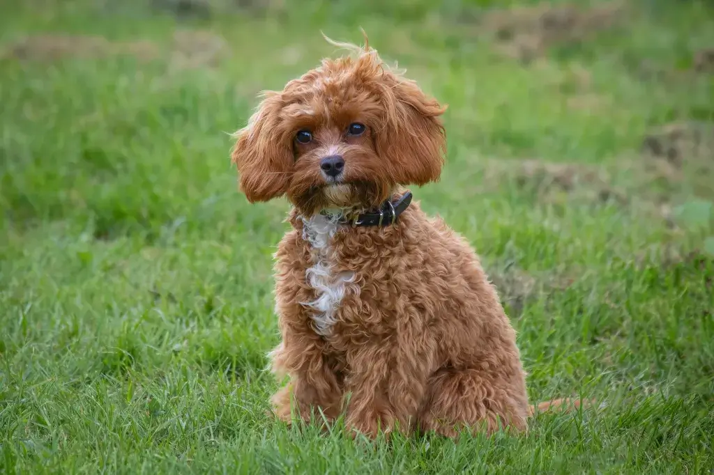 Cavapoo dog breed