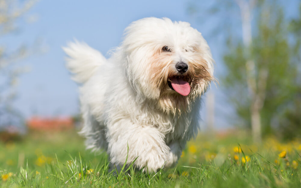 Coton De Tulear dog breed