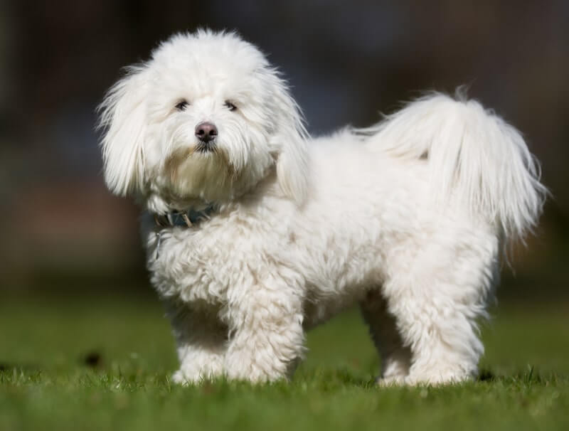 Coton De Tulear Dog Temperament