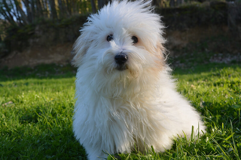 Coton De Tulear Dog Physical Characteristics