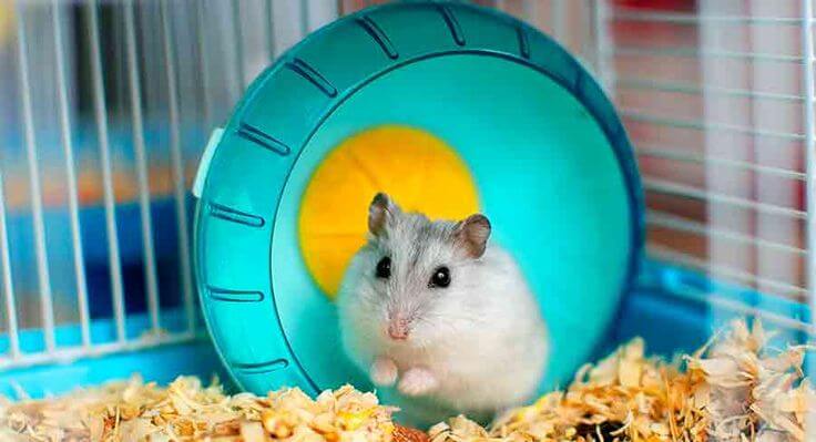 How Long Do Hamsters Live