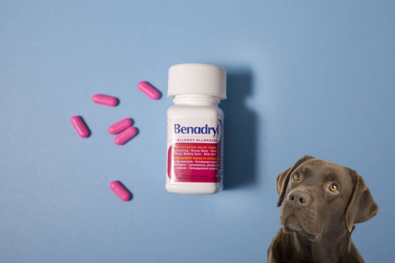 How much benadryl can i give my dog