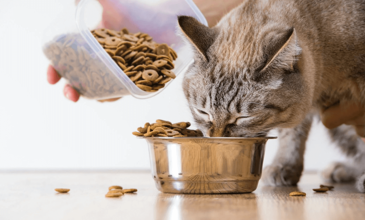 How to Choose the Best and Healthiest Pet Food