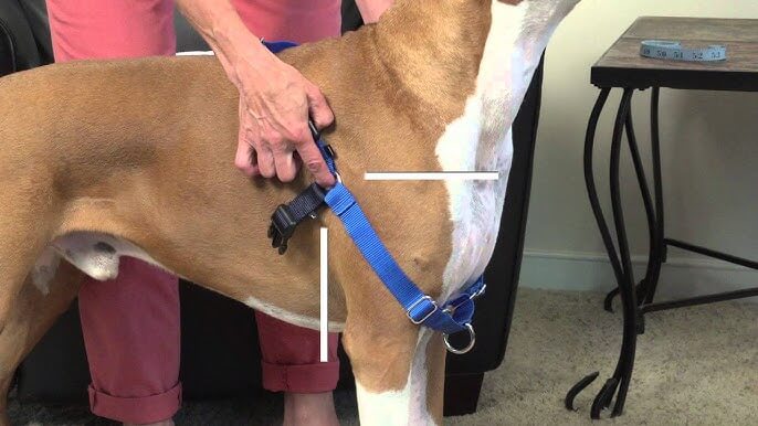 How to put a step in harness on dog hotsell