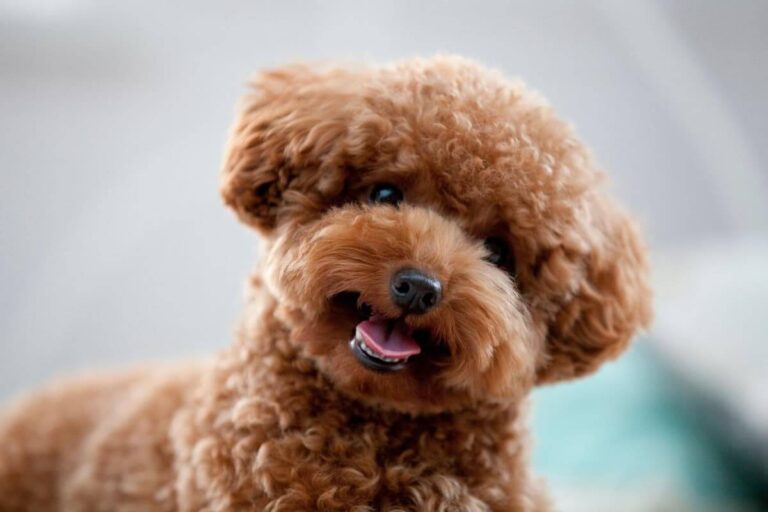 Miniature Poodles dog breed