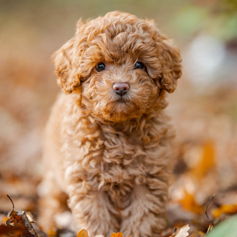 How much is a mini poodle best sale