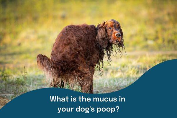 Mucus in Dog Poop