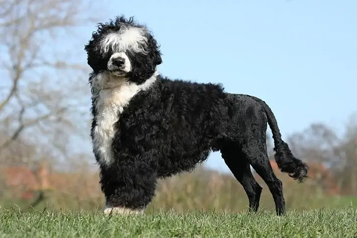 Portuguese Water dog breed