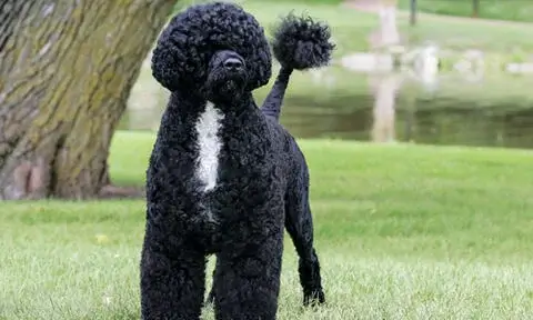 Portuguese Water dog History and Origin