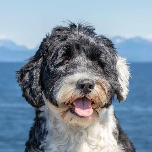 Portuguese Water dog breed