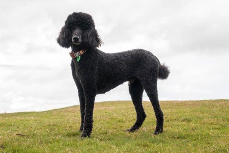 Standard Poodles dog breed