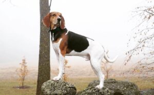 Treeing Walker Coonhound dog breed