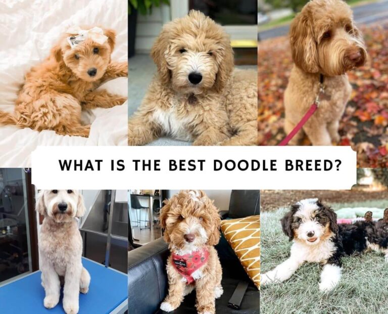 Top 14 Types of Doodle Dog Breeds