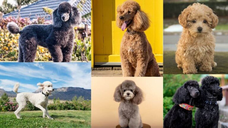 Types of Poodles