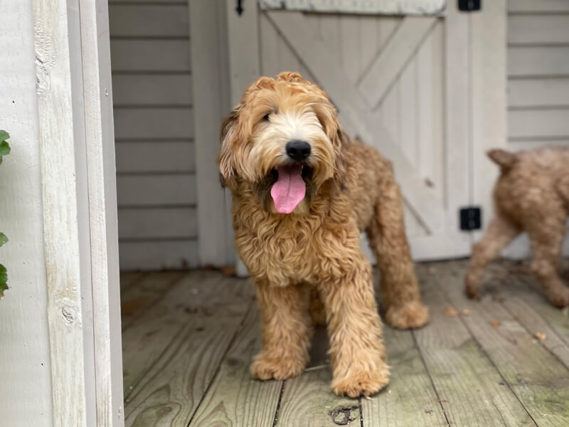 Whoodle Doodle Dog