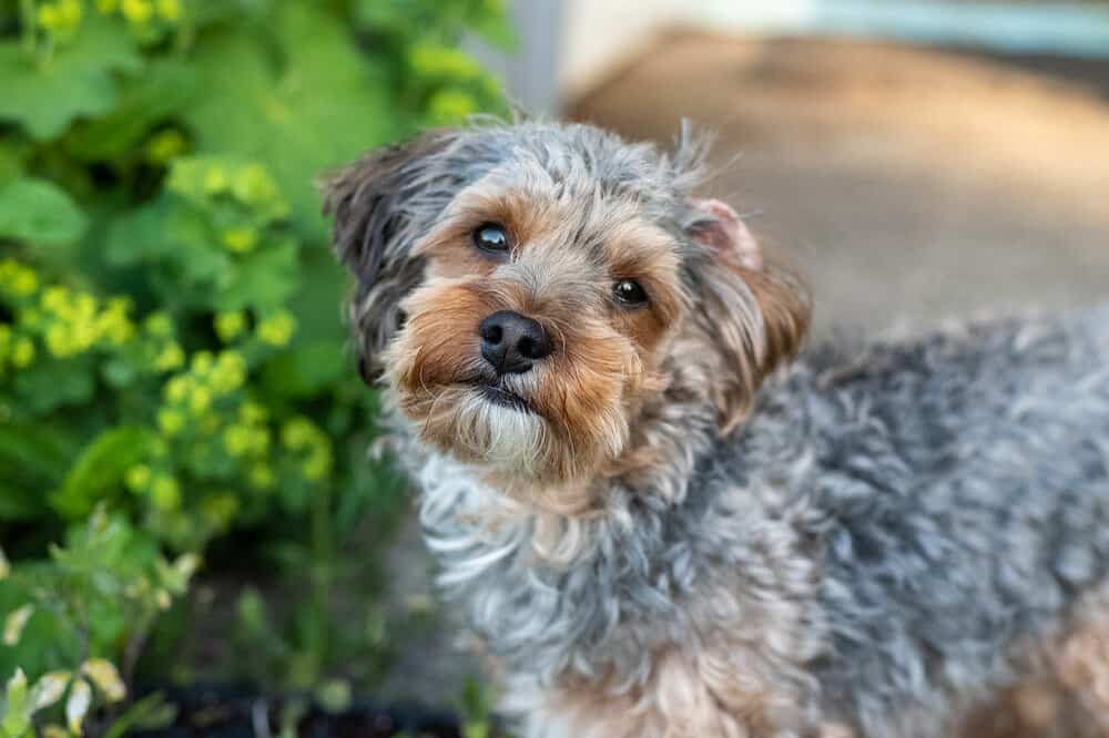 Yorkiepoo Doodle Dog