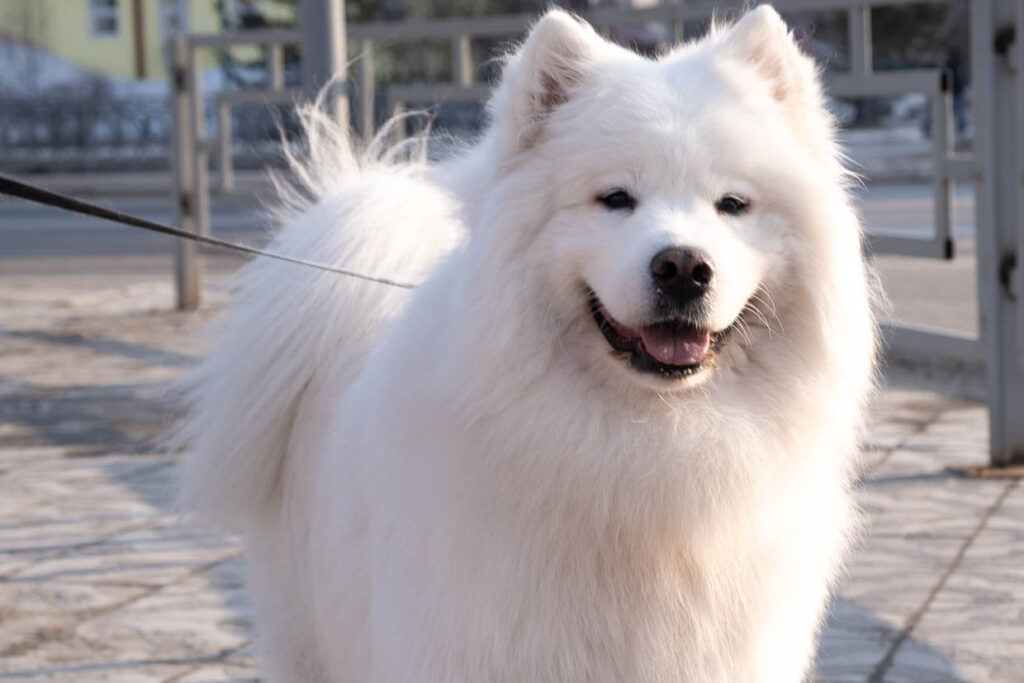 American Eskimo Dog Characteristics