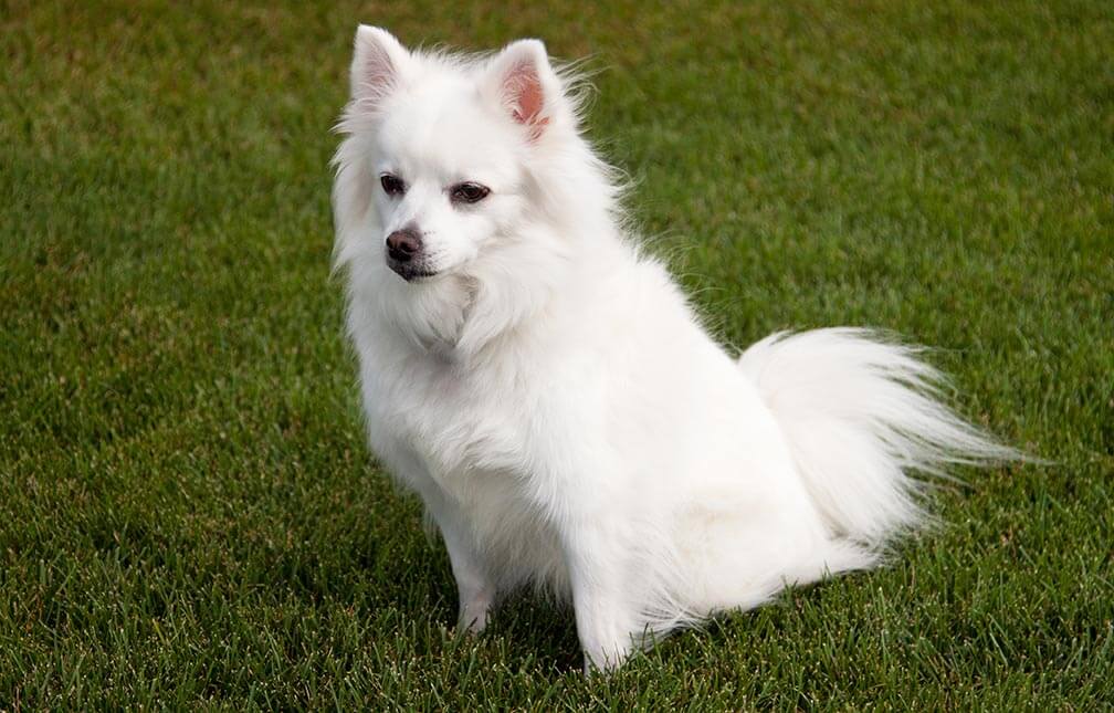 american eskimo dog breed