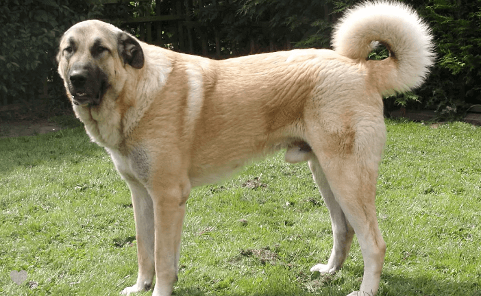 anatolian shepherd dog breed