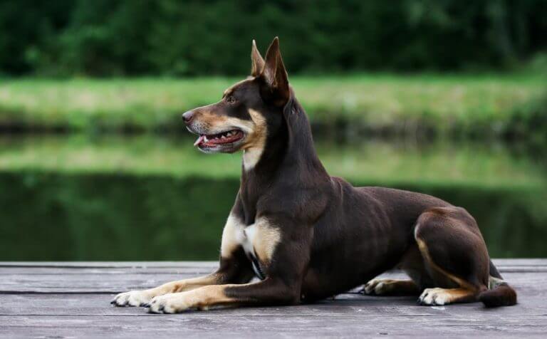 australian kelpie dog breed