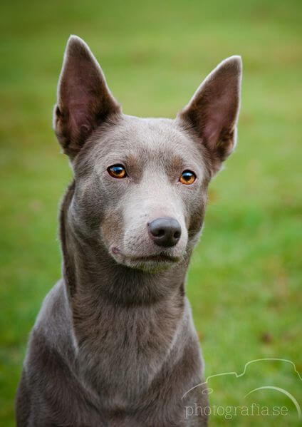 Australian Kelpie dog Appearance and Size