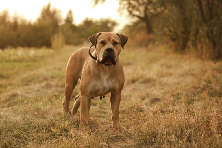 boerboel dog breed