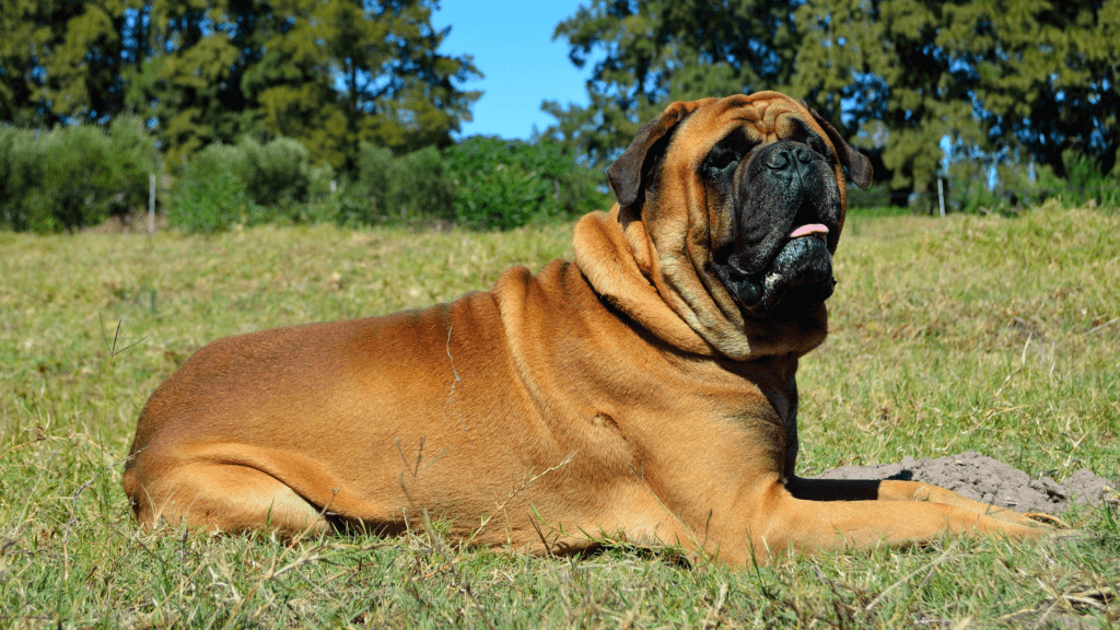 Bullmastiff Dog breed