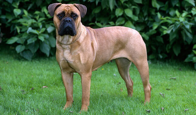 bullmastiff dog Temperament