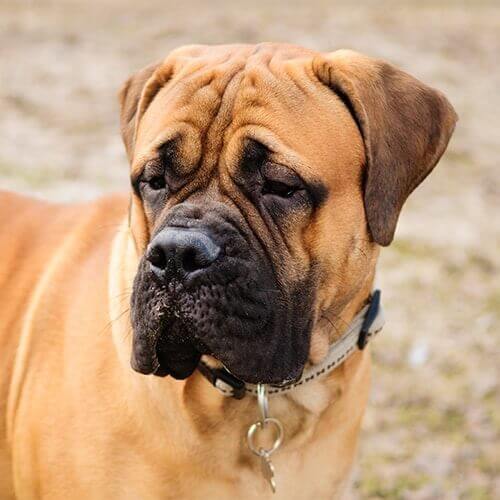 bullmastiff dog Physical Characteristics